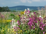 Red Campion