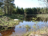 The Peel at Tarryblake wood